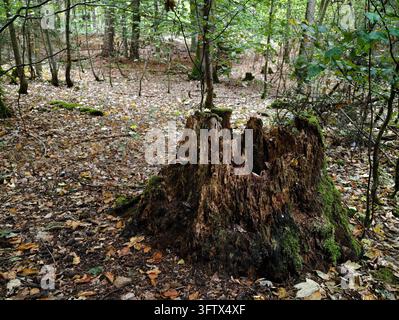 Ceppo d'albero decomposto ricoperto di muschio su un suolo boschivo coperto di foglie nella luce soffusa del giorno Foto Stock