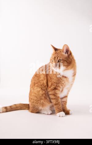 Gatto tigrato zenzero seduto tranquillamente in una casa moderna e luminosa con una luce naturale soffusa. Un ambiente interno accogliente crea un ritratto di stile di vita caldo per animali domestici con un Foto Stock