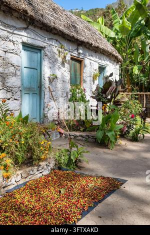 Cere di caffè rosse appena raccolte che si asciugano fuori da una casa in pietra Foto Stock