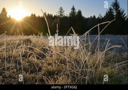 Ravvicinare l'erba congelata in inverno Foto Stock