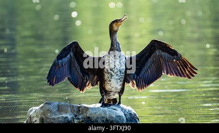 Un giovane cormorano bianco si trova su una roccia in un lago illuminato dal sole, con le ali aperte per asciugarsi e la testa sollevata, illuminato di dietro contro l'acqua verde morbida Foto Stock