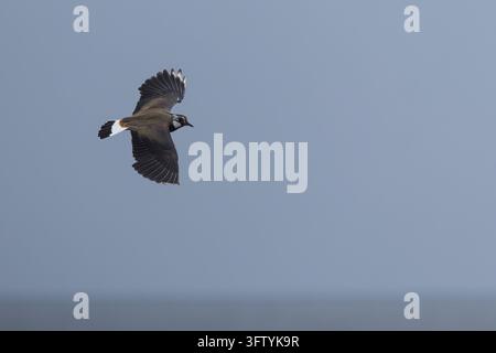 Chiovacco, volo, volante, immagine in volo, Vanellus vanellus, chiovacco, chiovacco settentrionale, pivier, pivier, tuit, tew-it, pivier verde, pyewipe, volante, volo, L Foto Stock