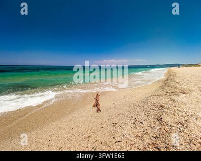 Legno driftato su una spiaggia sabbiosa, Possidi, Kassandra, Calcidica, Grecia Foto Stock