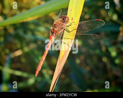 Una libellula di fuoco arancione (Crocothemis erythraea) in primo piano, si aggrappa a una stretta foglia gialla su uno sfondo verde scuro, Parco nazionale isolato su P Foto Stock