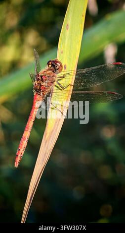 Una libellula di fuoco arancione (Crocothemis erythraea) in primo piano, si aggrappa a una stretta foglia gialla su uno sfondo verde scuro, Parco nazionale isolato su P Foto Stock