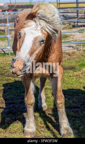 Bellissimo cavallo bianco e marrone nella fattoria vicino ad Aurora, Colorado Foto Stock