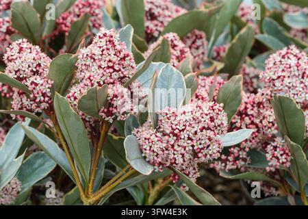 Skimmia japonica Perosa, fogliare variegata con gemme rosse e piccoli fiori bianco crema a forma di stella alla fine dell'inverno Foto Stock