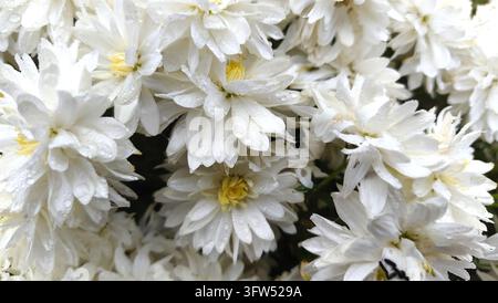 Una vista ravvicinata di fiori di crisantemo bianchi freschi con delicate gocce d'acqua sui loro petali Foto Stock