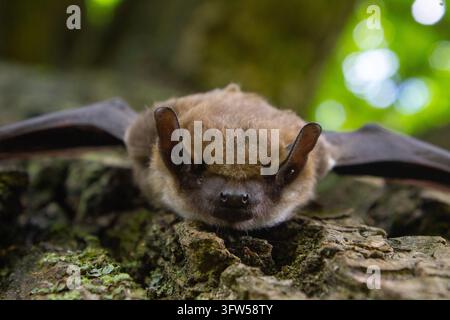 Pipistrello marrone aggrappato a un tronco d'albero ruvido ricoperto di muschio e licheni. Foto Stock