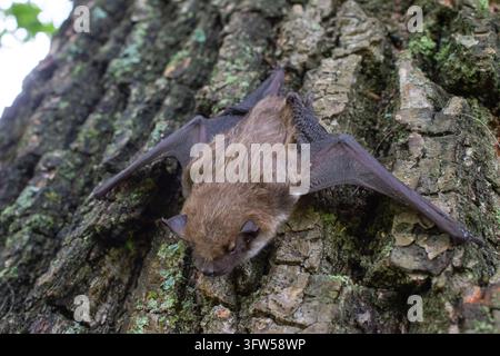 Pipistrello marrone aggrappato a un tronco d'albero ruvido ricoperto di muschio e licheni. Foto Stock