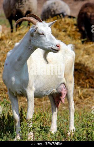 Capra da latte bianca con corna in piedi in un cortile di fattoria con fieno sullo sfondo. Foto Stock