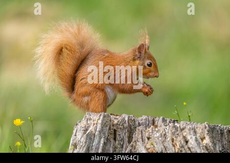 Uno scoiattolo rosso eurasiatico si appollaia su un ceppo d'albero consumato, stringendo un boccone di cibo con le zampe contro uno sfondo di prato verde e morbido. Bottoncino di fiori vola Foto Stock
