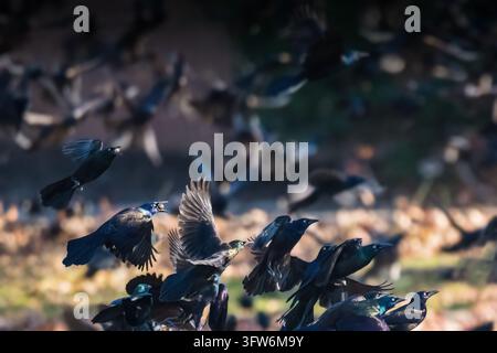 Gracchio comune. Uno stormo di merli neri vola su un campo di erba in un pomeriggio autunnale soleggiato. Foto Stock