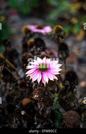 Un primo piano verticale di una vibrante echinacea rosa (Echinacea) in piena fioritura, che si staglia su uno sfondo scuro e suggestivo di echium essiccato e appassito Foto Stock