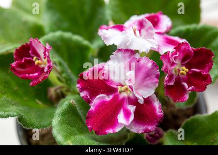 Macroscopia di bellissime fiori violetti africani bicolori rosa e bianchi in fiore Foto Stock