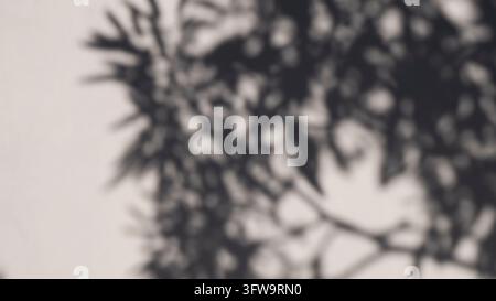 Modello di ombra di albero proiettato su un muro bianco pulito Foto Stock