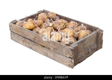 Una scatola di legno con patate da piantare germogliate. Una scatola con patate germogliate su sfondo bianco. Foto Stock