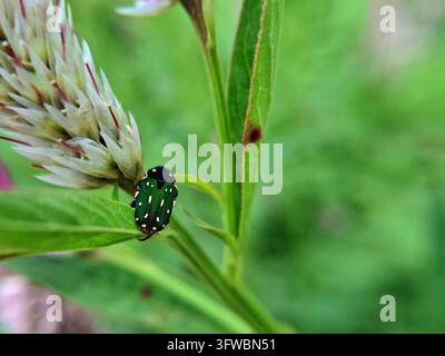Coleottero di fiori verde con punti bianchi che striscia su una foglia verde vicino a un fiore di celosia in un lussureggiante ambiente di giardino tropicale all'aperto Foto Stock