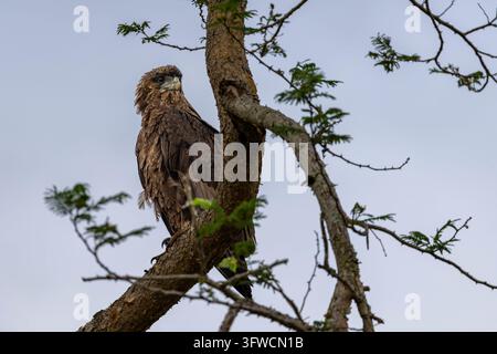 Aquila bateleur giovanile appollaiata su un ramo spinoso Foto Stock