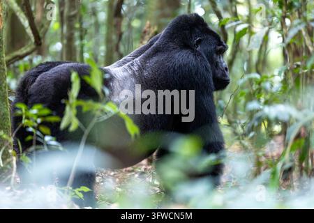 Gorilla di montagna silverback in piedi nel suo habitat naturale Foto Stock