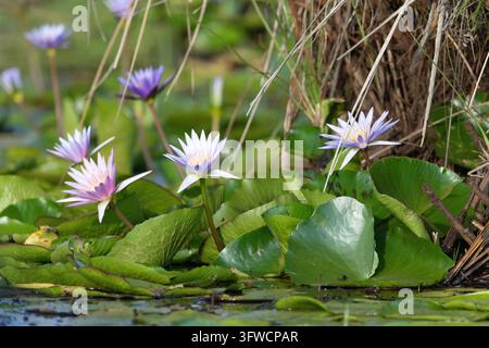 Bellissime ninfee viola in fiore in uno stagno tranquillo Foto Stock