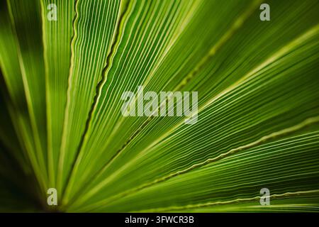 Estremo primo piano di una vivace fronda di palma verde Foto Stock