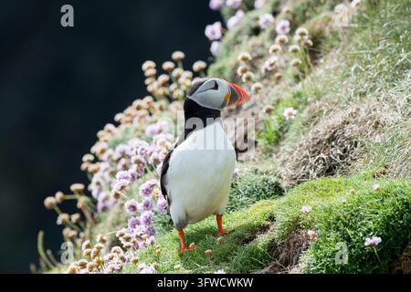 Pappagallino, Fratercula arctica, in piedi sulle scogliere di Sumburgh Head a Shetland. Foto Stock