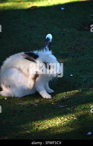 coniglio bianco e nero maculato carino che si cura con la zampa mentre è seduto sull'erba verde all'aperto. Foto Stock