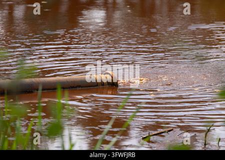 Acqua sporca che scorre da un tubo di scarico in un bacino esterno nel Regno Unito. Foto Stock