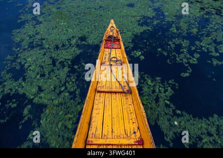 Prima di una barca shikara in legno giallo che scivola sull'acqua con piante galleggianti, Jammu e Kashmir, Srinagar, India Foto Stock