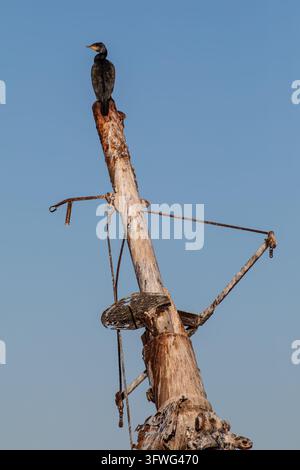 Cormorano, Phalacrocorax Carbo appollaiato sull'albero di una barca affondata, Birkenhead, Wirral Foto Stock