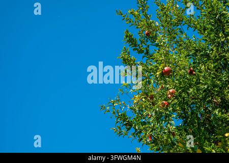 Rami di melograno pieni di frutti rossi e foglie verdi contro un cielo blu terso, con ampio spazio libero sulla sinistra Foto Stock