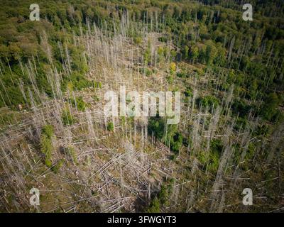 Vista aerea di un'area boschiva che mostra una diffusa mortalità degli alberi con numerosi alberi grigi morti, tronchi caduti e macchie di vegetazione verde a Birkenfe Foto Stock