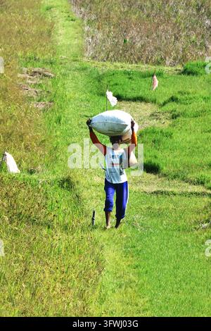 Un contadino che porta un grande sacco sulla testa, camminando attraverso un campo di riso verde durante una giornata luminosa in una zona rurale Foto Stock