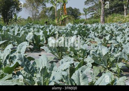 File di giovani piante di broccoli che crescono in un campo di orti biologici all'aperto in una giornata di sole nel paesaggio rurale Foto Stock