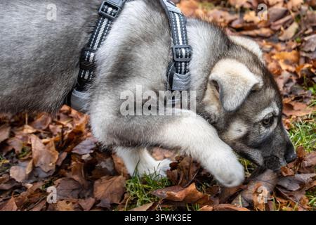 Un cucciolo di incrocio tra pastore tedesco e husky con un'imbracatura abbassa il naso per annusare foglie cadute ed erba sul terreno della foresta durante la luce del giorno autunnale. Foto Stock