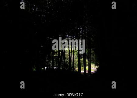 Bordo della foresta che si fonde in un campo verde Foto Stock