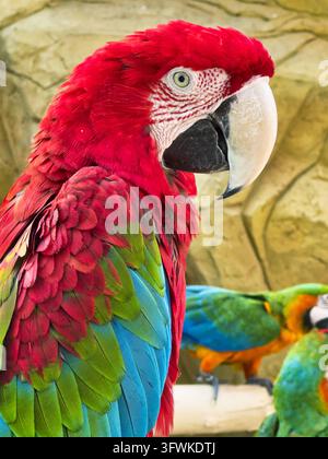 Prima piano di un pappagallo ara con artiglio vicino al becco. Ara dalle ali verdi o ara rosso-verde (Ara chloroptera) con sfondo sfocato in bokeh. Foto Stock