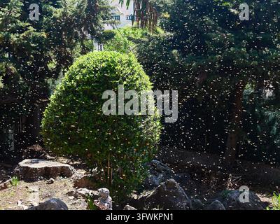 Cespuglio verde rotondo circondato da api ronzanti e alberi illuminati dal sole nel paesaggio del giardino Foto Stock