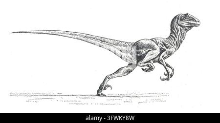 Deinonychus. Illustrazione in bianco e nero di un dinosauro teropode a coda lunga che corre sul terreno. Linee a punti fini definiscono il suo collo curvo, gli artigli sollevati e le potenti zampe posteriori, mentre un ampio spazio negativo bianco isola la creatura preistorica Foto Stock