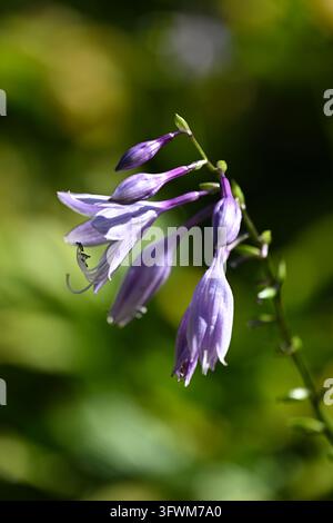 Fiori autunnali blu pallido di hosta o gigli di plantano nel giardino del Regno Unito a settembre Foto Stock