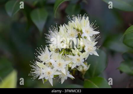 Fiori bianchi di Backhousia myrtifolia Mirto al cannello Flora nativa australiana primo piano macro Foto Stock