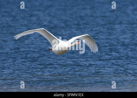 Cigno reale, in volo, volo, immagine in volo, Cigno reale, Cigno, Cygnus olor, Cigno reale, Cigno, in volo, volo, Cygne tuberculé, Cygne muet Foto Stock