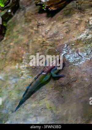 Un pesce mudskipper vivace si posa su una superficie rocciosa bagnata e strutturata in acqua bassa e limpida. La scena cattura la natura anfibia unica del mudskipper Foto Stock