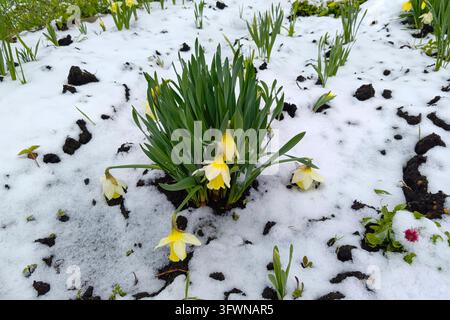 Fiori di giunchiglia gialli in fiore ricoperti di neve bianca fresca nel giardino durante un freddo improvviso primaverile su terreno scuro e bagnato all'aperto Foto Stock