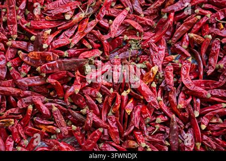Una densa pila di peperoncini rossi essiccati al sole riempie l'inquadratura, mostrando colori rosso intenso e texture rugose. Foto Stock