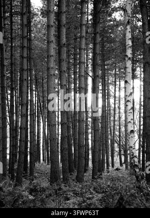 Bosco, Thetford. Foto di fotografia analogica, 2026. Foto Stock
