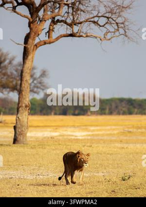 Un giovane leone maschio adolescente che si allontana da un albero attraverso le pianure africane. Sta cacciando una preda in lontananza. Parco nazionale di Hwange, Zimbabwe Foto Stock