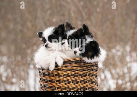 Tre cuccioli di Papillon che guardano di lato da un cesto di vimini Foto Stock