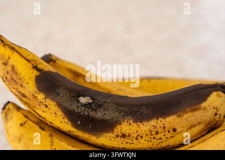 Primo piano di una banana troppo matura con una grande area annerita e marcia e larve di insetti visibili sulla buccia danneggiata. Deperimento degli alimenti, decomposizione della frutta Foto Stock